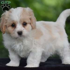 Tony, Cavachon Puppy